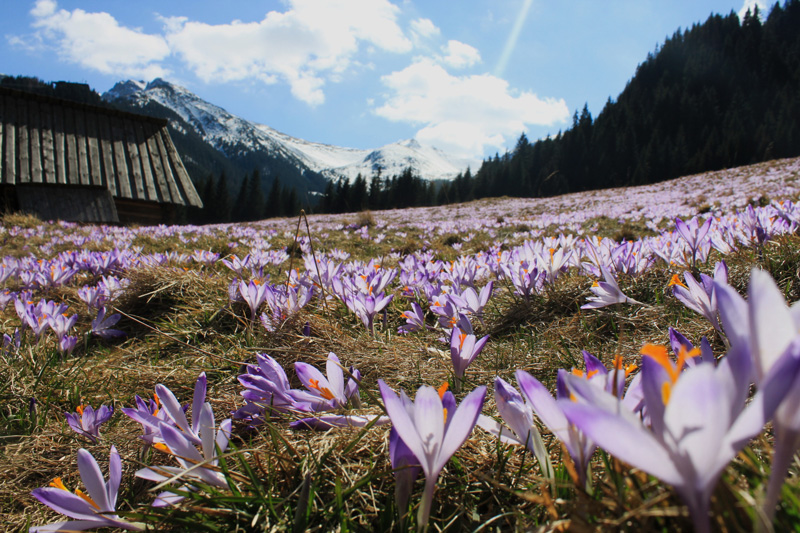 Kalatówki Zakopane krokusy